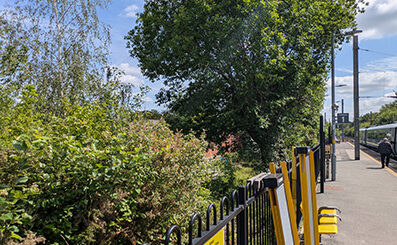 A leafy, overgrown strip of vegetation runs alongside the station platform, bordered by a black metal fence with yellow safety markings. A large tree rises above dense shrubs and brambles, while the platform and overhead line equipment stretch into the distance on the right.