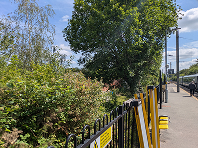 A leafy, overgrown strip of vegetation runs alongside the station platform, bordered by a black metal fence with yellow safety markings. A large tree rises above dense shrubs and brambles, while the platform and overhead line equipment stretch into the distance on the right.